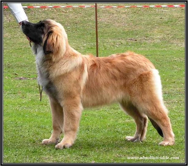 Dragongrdens Kennel